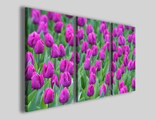 Quadri moderni Holland tulips