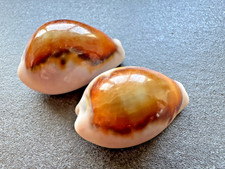 Cypraea spadicea - , /