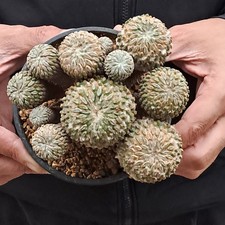 Pelecyphora aselliformis (Mexico) HUGE, MATURE PLANT ebay-P133