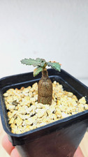 Boswellia bullata - coltivata