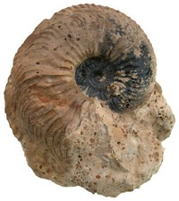 Malm Scarburgiceras bukowskii