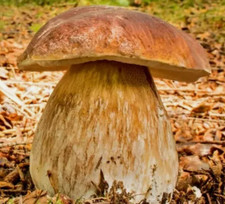 10g Funghi Coltivazione Mycelium Fungo Porcino Estivo Boletus Reticulatus + Istruzioni Coltivazione