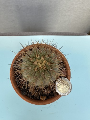 Copiapoa gigantea