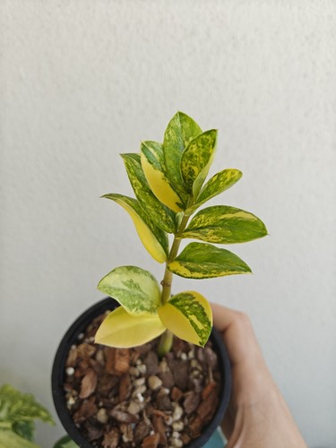 Zamioculcas zamifolia - zamioculcas,