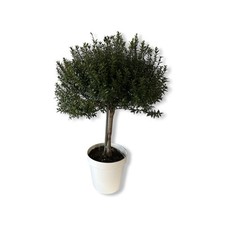 Mirto Alberello myrtus microphylla vaso ø16 Colorato CERTIFICATO