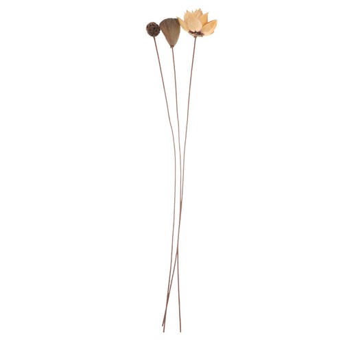 Set loto essiccato - loto,