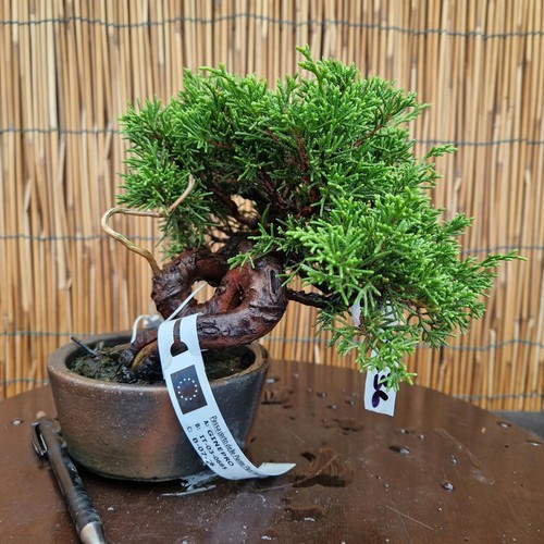 Bonsai ginepro itoigawa - bonsai,
