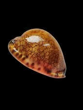 Shell conchiglia cypraea - shell,