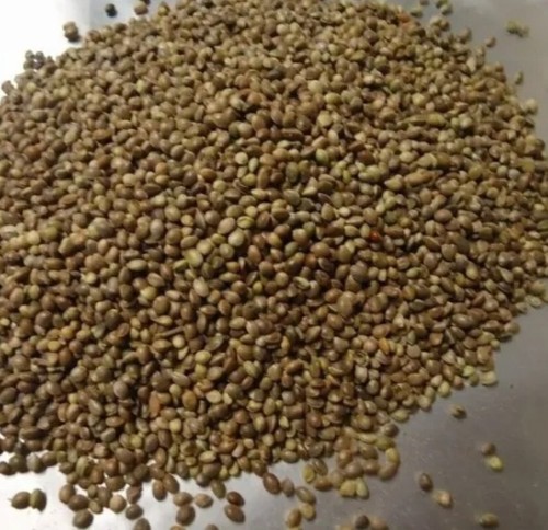 Semi canapa pelosella - semi,