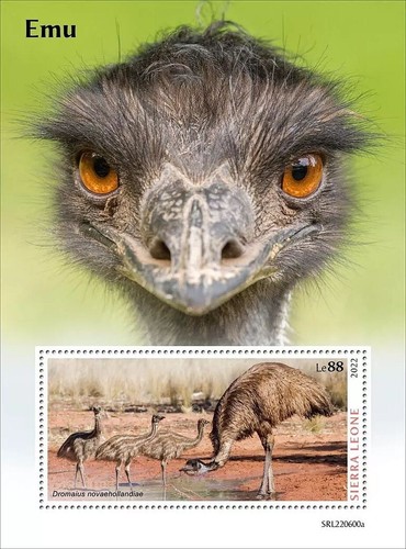 Emus emu flightless birds bird - emus,
