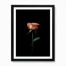 Single Rose On Black