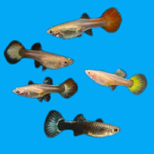 Guppy femmina colorazioni