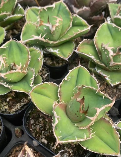 Vendita rara agave titanota - rara,