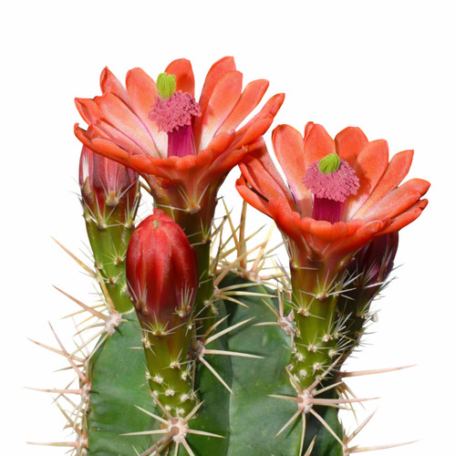 Echinocereus gentryi seeds - echinocereus,