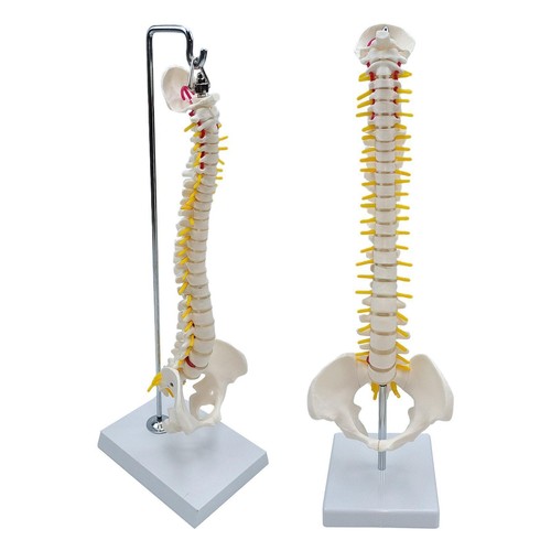 Colonna vertebrale modello - colonna,