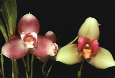 Postcard>>Flowers, Lycaste Auburn 'Seaford' and Lycaste Auburn 'Ditchling'
