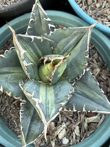 Agave titanota 9cm variegata - agave,