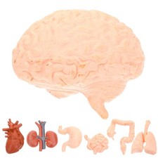 8PC Modelli di organi simulati