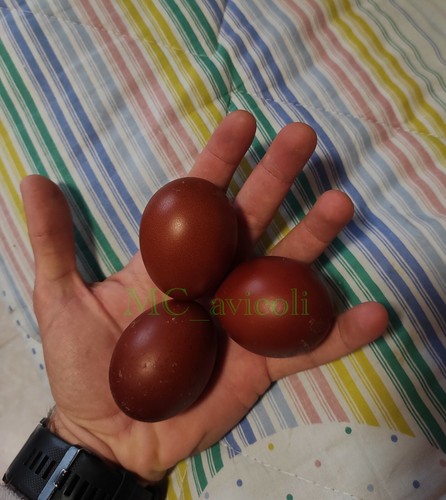Uova feconde marans nero - uova, (nero