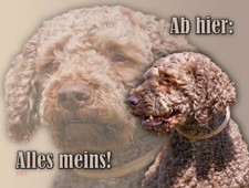 LAGOTTO ROMAGNOLO cane da