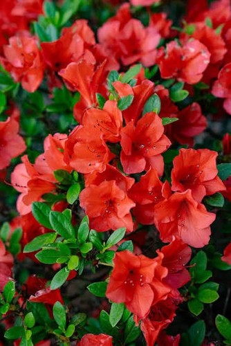 Azalea rifiorente encore - azalea, encore®