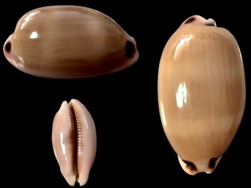 Cypraea pulchra wingate reef - cypraea, pulchra,