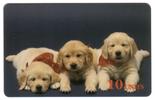 10u cuccioli golden - di,