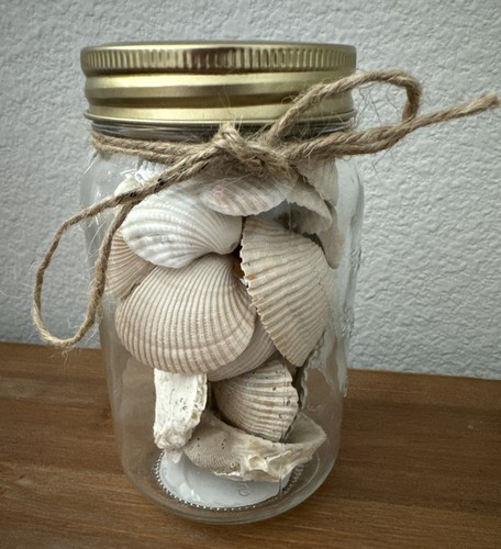 Florida conchiglie mare - florida,