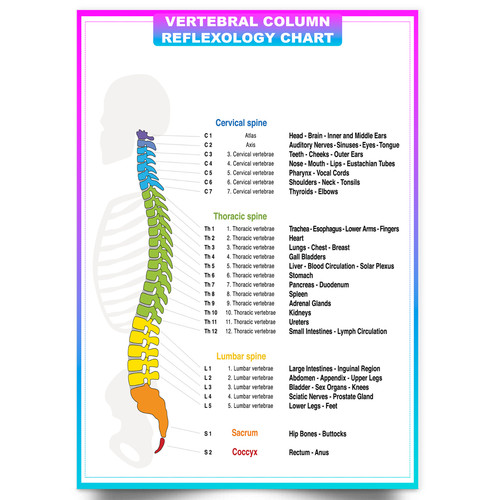 Poster anatomia colonna
