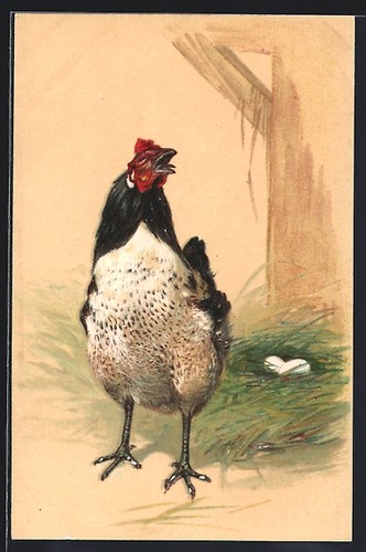 Gallina davanti suo posto - davanti, al