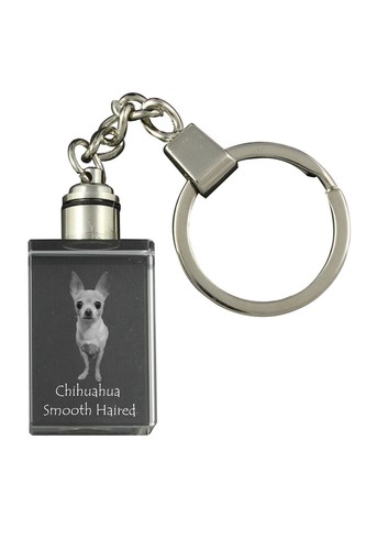 Chihuahua pelo corto - a,