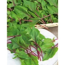 Lot De 50 Graines Red Tabby F1 Semences Graines Seed