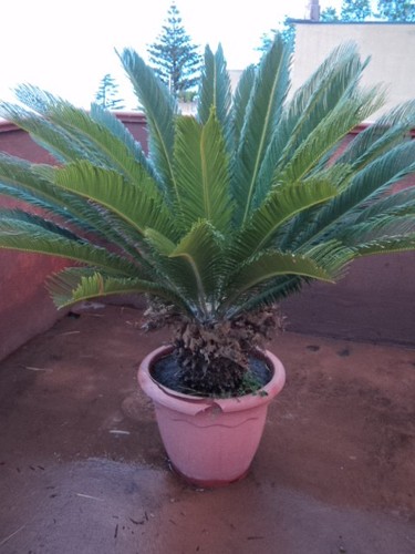 Pianta cycas revoluta - pianta,