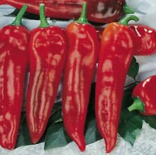 CORNO DI TORO ROSSO PEPE, 25 semi + OMAGGIO