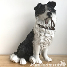 Border Collie Sheepdog Dog
