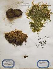 Antica tavola di Erbario -