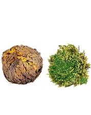 Rosa di Gerico (jericho) O Rosa del Deserto ..