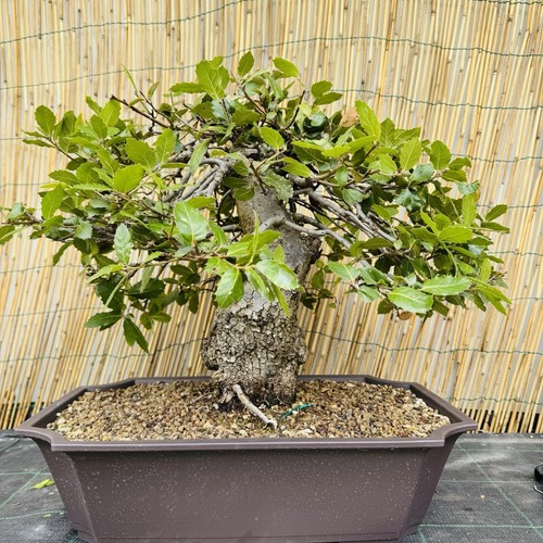 Pre bonsai leccio yamadori - pre, di