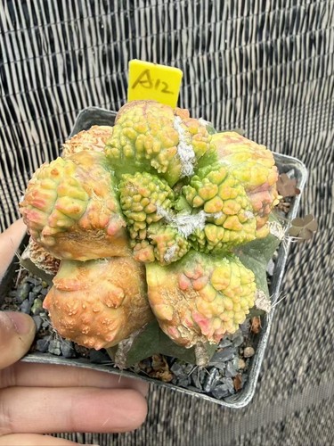 Ariocarpus godzilla variegato - ariocarpus,