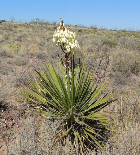 Yucca elata 10cm soaptree - yucca, |