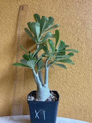 Adenium obesum ramificato