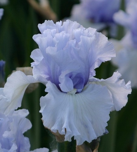 Iris mare in inverno - tb.,