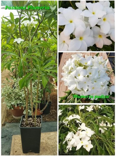 Pianta plumeria - di,