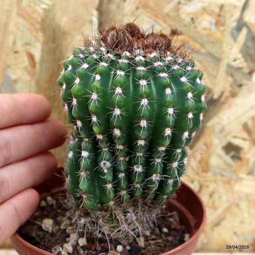 Notocactus uebelmannianus vaso - notocactus,