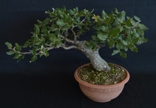 BONSAI DI QUERCIA SUGHERA