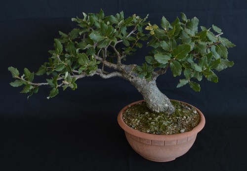 Bonsai quercia sughera - di,