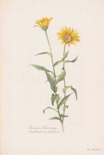 Buphthalmum salicifolium - buphthalmum,