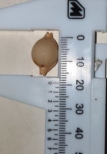 CONCHIGLIA CYPRAEA CICERCULA