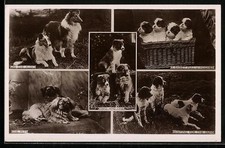 Collie, pechinesi, cuccioli