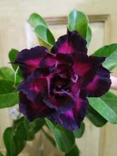 Semi adenium obesum - semi,